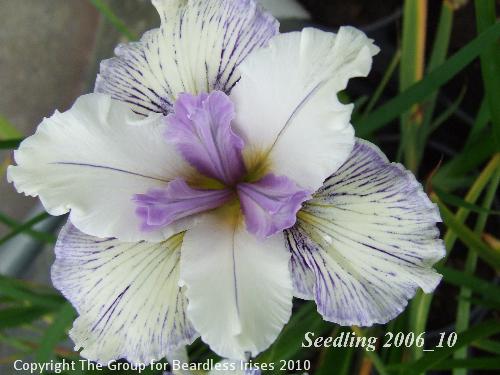 pci seedling 2006_10